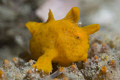   Painted anglerfish Antennarius pictus. Nikon D80 60mm pictus  